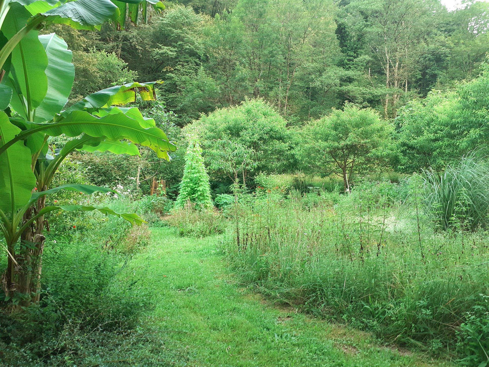 arbres fruitiers, légumes et herbes sauvages